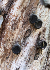 Biscogniauxia marginata