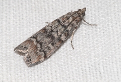 Dioryctria simplicella