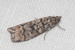 Dioryctria simplicella