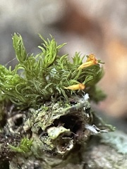 Orthotrichum pulchellum