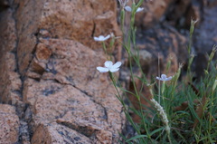 Dianthus gyspergerae