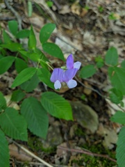 Lathyrus laxiflorus