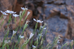 Dianthus gyspergerae