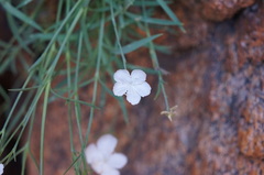 Dianthus gyspergerae
