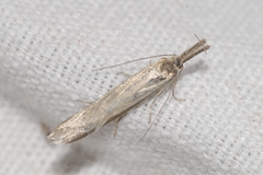 Pleurota pyropella