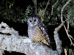 Strix chacoensis