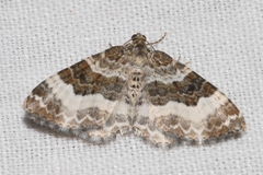 Epirrhoe rivata