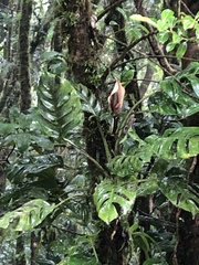 Monstera monteverdensis