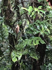 Monstera monteverdensis