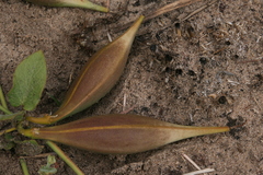 Orthanthera jasminiflora