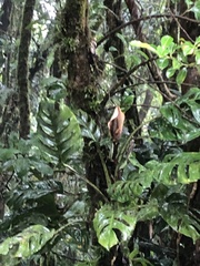 Monstera monteverdensis