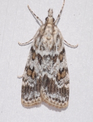 Scoparia pyralella