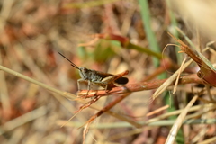 Chorthippus maritimus