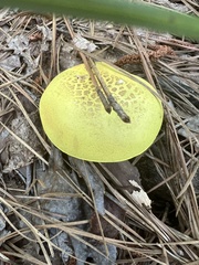 Pulveroboletus