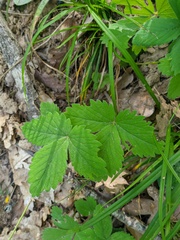 Potentilla micrantha