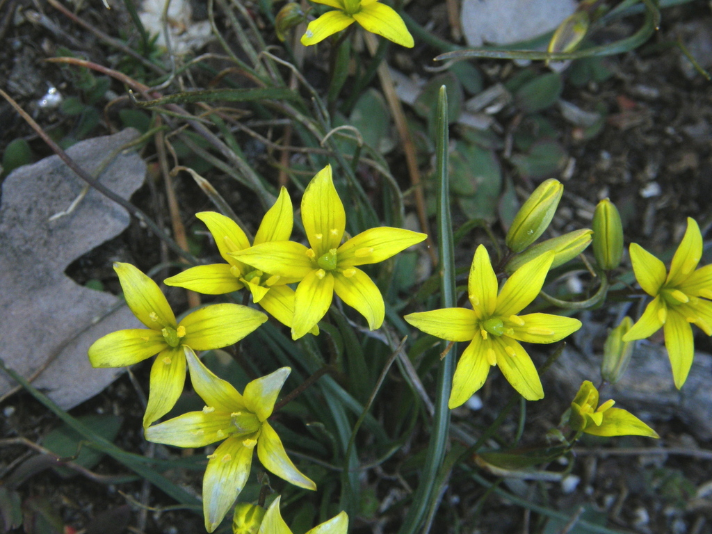 Gagea soleirolii