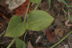 Orthanthera jasminiflora
