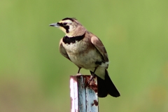 Eremophila alpestris merrilli