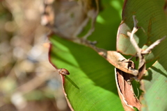 Hypocassida subferruginea