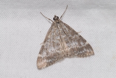 Evergestis sophialis