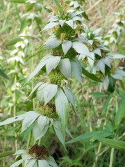 Monarda punctata intermedia