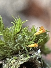 Orthotrichum pulchellum