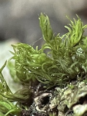 Orthotrichum pulchellum