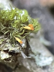 Orthotrichum pulchellum