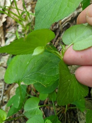 Viola sieheana