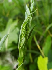 Vicia dumetorum