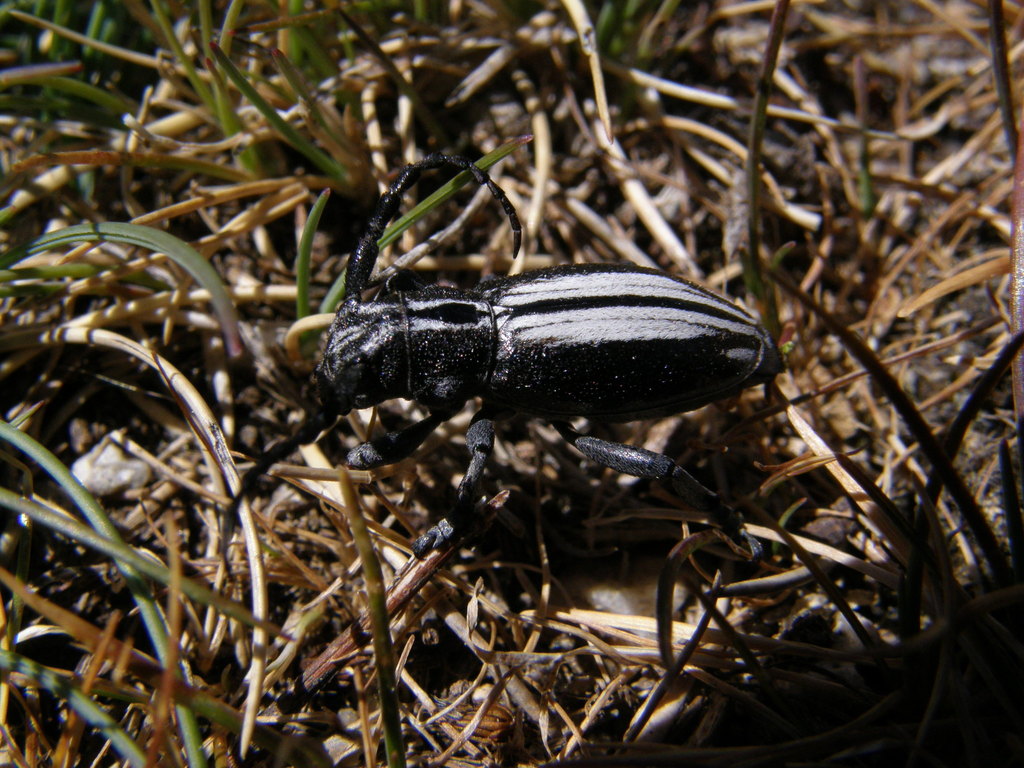 Iberodorcadion perezi