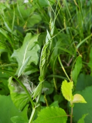 Vicia dumetorum