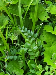 Vicia dumetorum