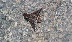 Hemipenthes differens