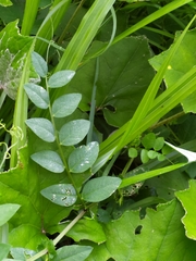 Vicia dumetorum