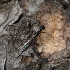 Poemeniinae