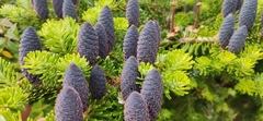 Abies koreana