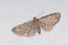 Eupithecia haworthiata