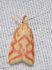Hypercallia citrinalis