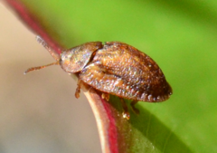 Hypocassida subferruginea