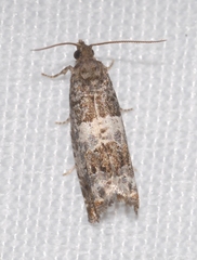 Notocelia trimaculana