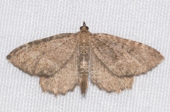 Philereme vetulata