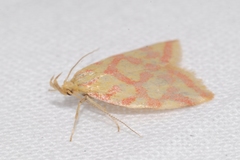Hypercallia citrinalis