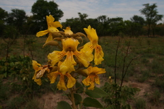 Markhamia obtusifolia