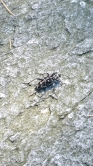 Xylotrechus