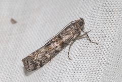 Dioryctria simplicella