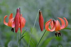 Lilium michiganense