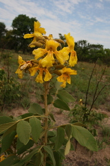 Markhamia obtusifolia
