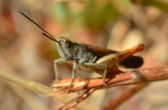 Chorthippus maritimus