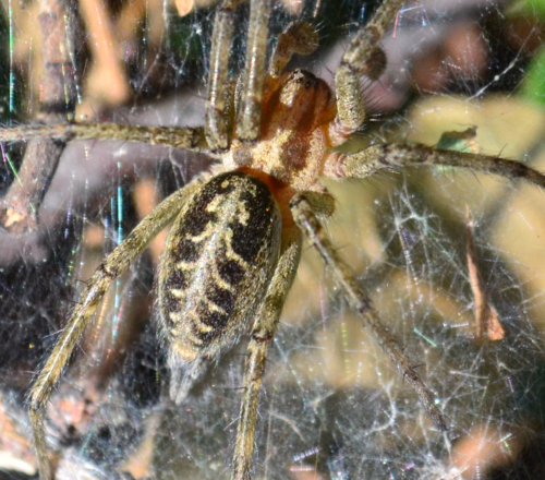Labirintski pauk (Agelena labyrinthica)